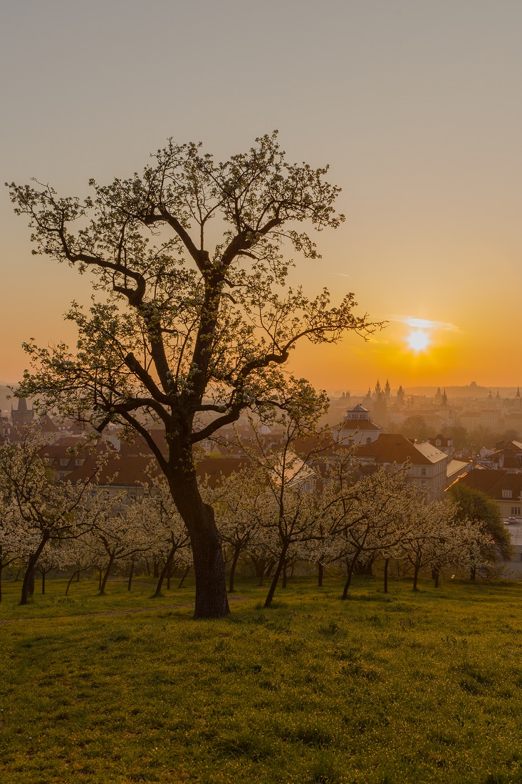 Spring in Prague 