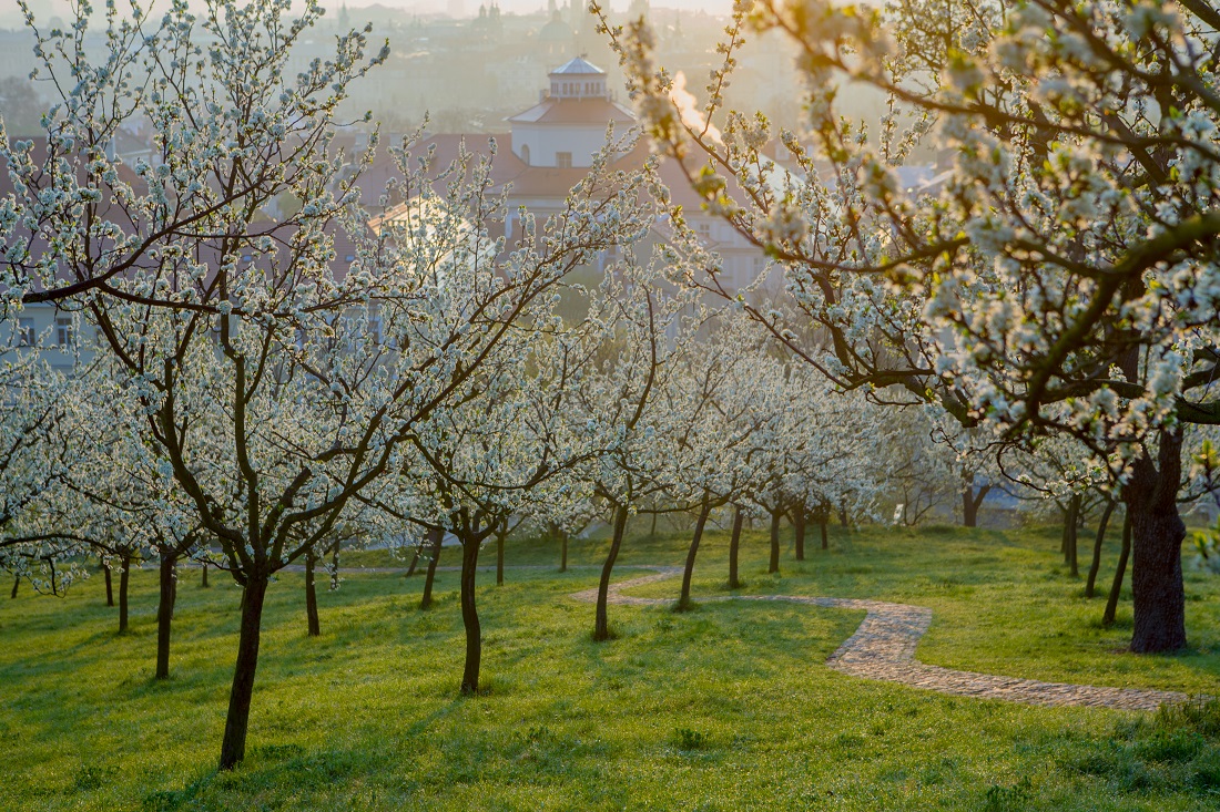Spring in Prague