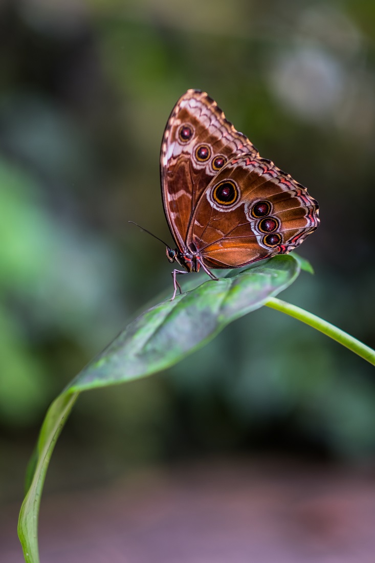 Tropical butterfly