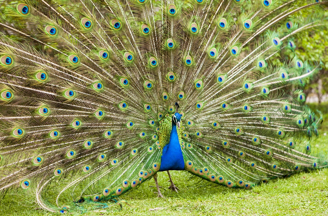 Peacock