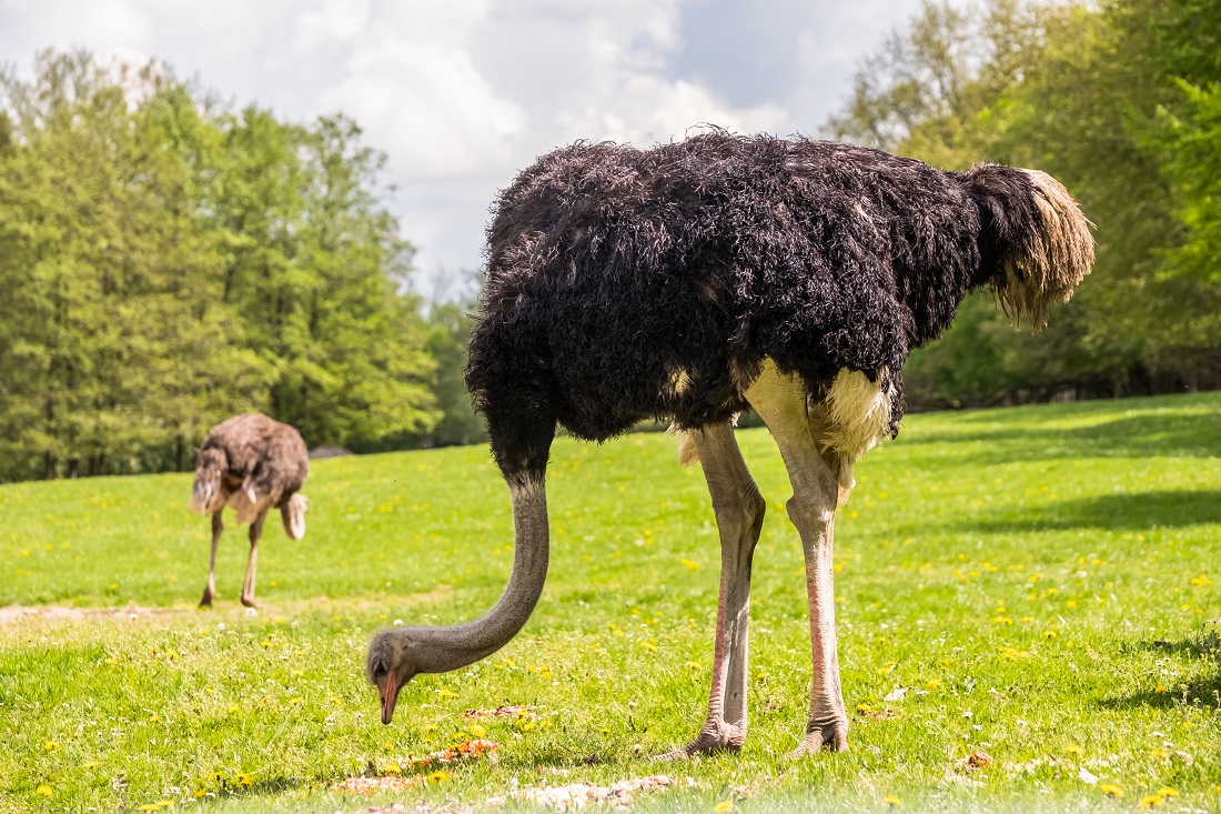 Safari Park Dvůr Králové