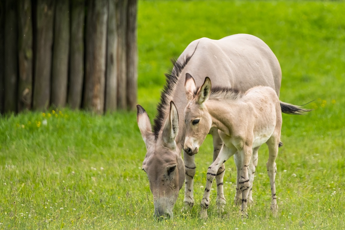 Safari Park Dvůr Králové