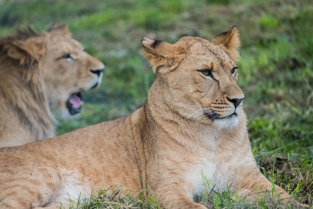 Safari Park Dvůr Králové