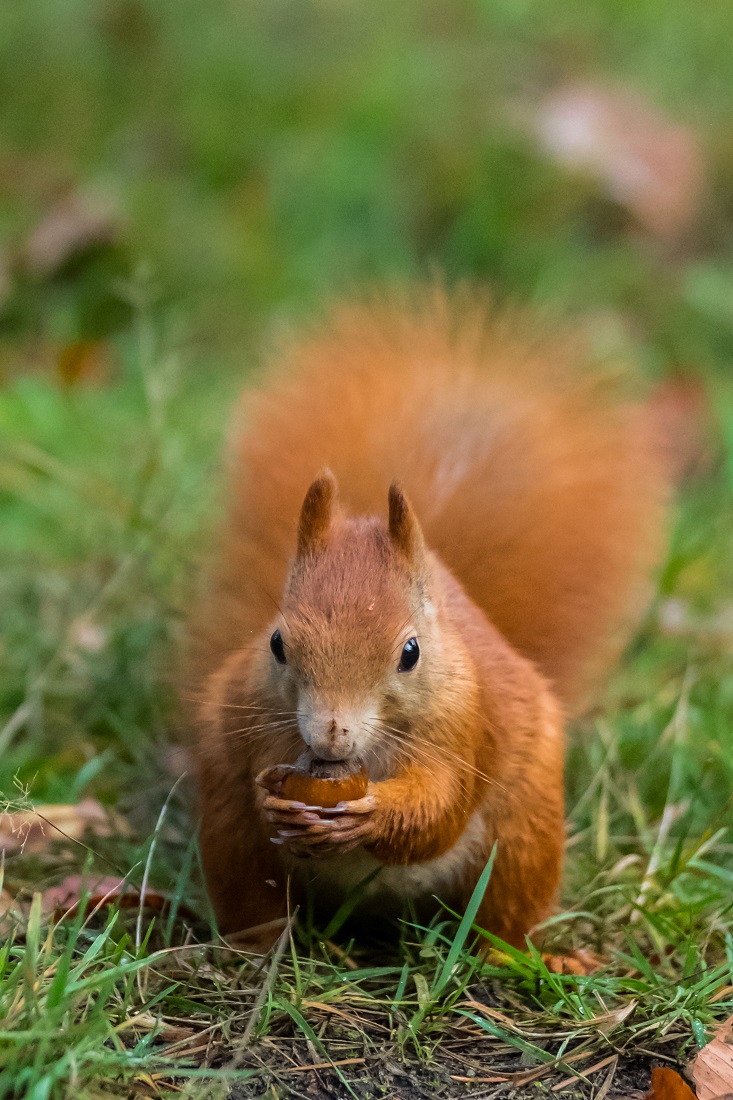 Squirrel with a nut in its paws