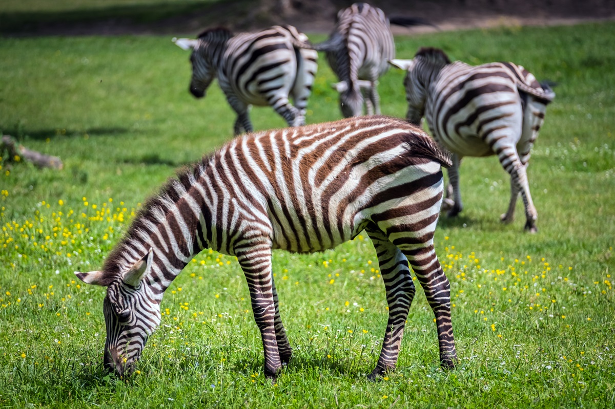 Zebras