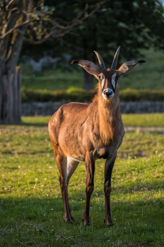 Roan antelope