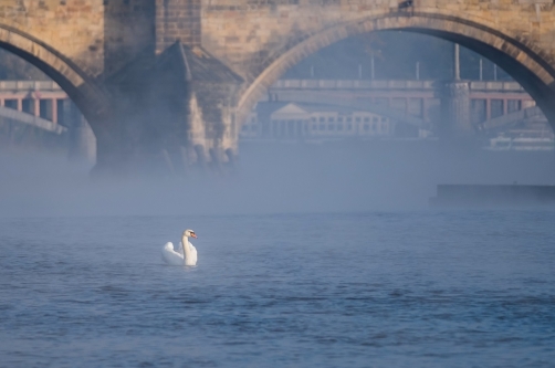 A swan floating on the river in the fog.