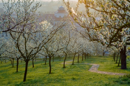 Spring in Prague