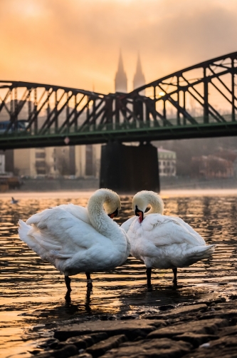 Swans in Prague