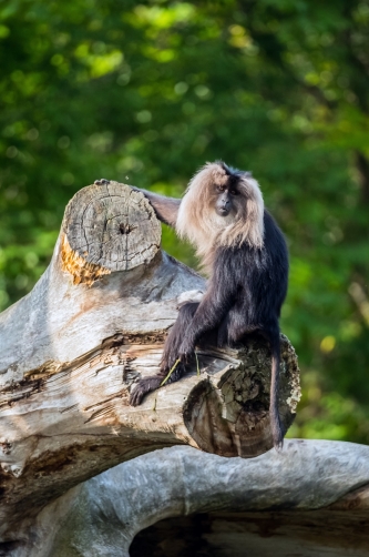 Lion macaque