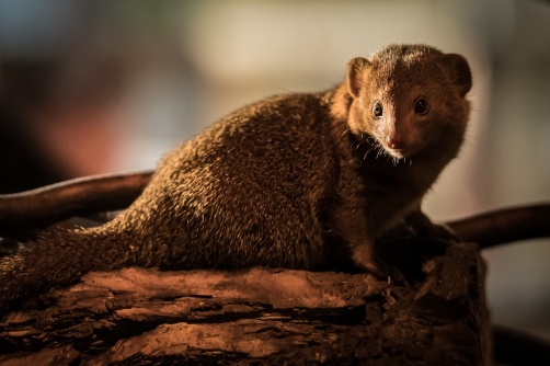 The common dwarf mongoose