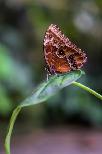 Tropical butterfly