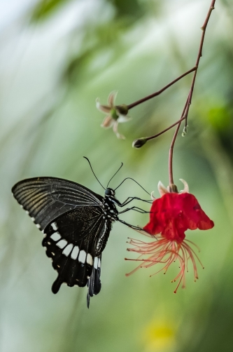 Tropical butterfly