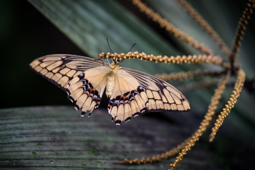 Tropical butterfly