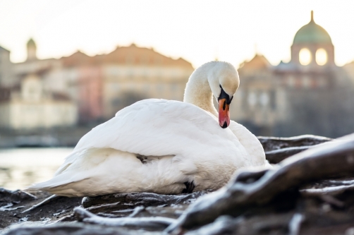 Beautiful bird in the beautiful city