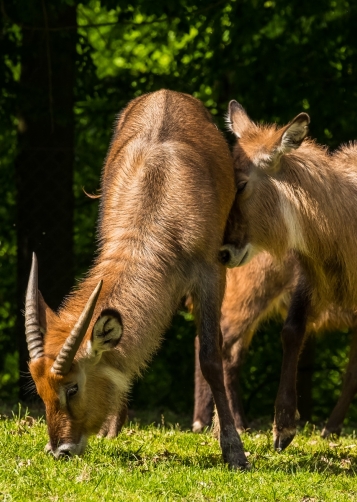 Safari Park Dvůr Králové