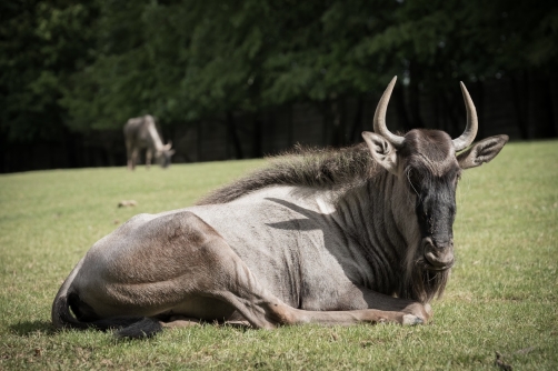 Safari Park Dvůr Králové