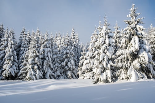 Winter forest